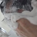 피부질환(염증)에 좋은 황금두꺼비비누 샴푸,세안, 바디워시로 사용하는 올인원샴푸바 추천[황제바이오]