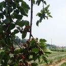 삼남매농장 Daum카페