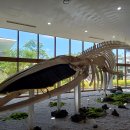 민속품 | 제주민속자연사박물관: 독일에서 온 100년 전 제주 민속품, 사이 그- 너머 백년 여정