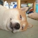 고기서고기 이미지