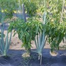 샤인민박 이미지