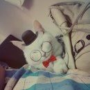 딱지애견샵 이미지