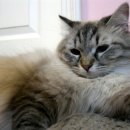 도로시PC 이미지