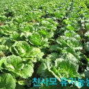 근우농장 | [스크랩] 유기농배추 유기농 무 유기농 당근 판매합니다.