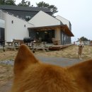 애견민박 멍집 이미지