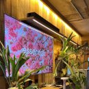 스지고집 이미지