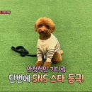 펫마인드
