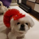 치코디차