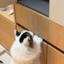 신사1-012 | [사용기] 캠퍼 딘 레더 블랙