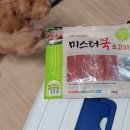 꼬리 흔드는 강아지 | 우리 집 말티푸 여울이 최애 간식! 미스터 쿡 강아지육포 간식 스테이크 슬라이스 리얼 후기