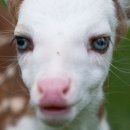 하늘을 품은 사슴 이미지