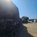 별방진 | 3월 21일 구좌 별방진 유채꽃 후기