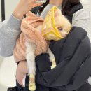 운정24시동물의료센터 | 운정 동물병원 [24시 마이동물의료센터] 응급실 후기