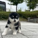 이담펫 이미지