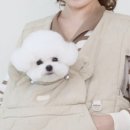 코지하우스 켄넬 네이버블로그