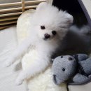 방울이네 펫살롱 | 프리라이프펫 강아지스트레스 해소에 좋은 강아지스파 소형견욕조