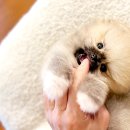 우리들애견 이미지