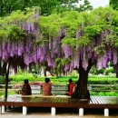 등나무 운동장 이미지