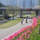 좌광천산책로2 | 부산 기장 정관 좌광천에서 아기랑 튤립보며 봄 나들이