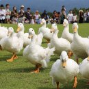 행진목장 이미지