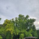 안기마을회관 | 경주 단풍 명소 350년된 안강 하곡리 은행나무