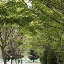 (유)그린관광 | 주천면 캠핑 영월 다 그린캠핑장, 4가지 매력 — 힐링 캠핑의 정답