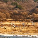 철새탐조대 이미지