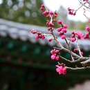 순천-79호 이미지