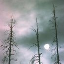 스페인, 6월 최고 기온 속 대형 산불! 18,000명 긴급 대피 / 역사상 가장 파괴적인 산불 이미지