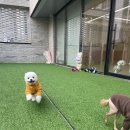 댕구르 이미지