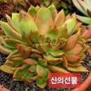 신의선물