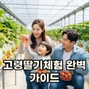 고령농장 | 고령딸기체험, 출하시기와 가격 정보! 대구 근교 딸기농장 나들이