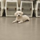 강아지유치원왕왕 이미지