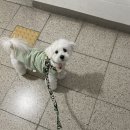 넘버원 펫살롱 이미지