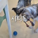 시티독 | [시티독] 수원 영통 애견카페, 영통역 실내 데이트 솔직 후기