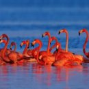 플라밍고 이미지