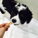 위즈펫동물병원 이미지