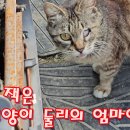 애꾸눈 잭은 검은 고양이 둘리의 엄마였다 이미지