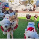 소소하개 이미지