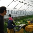 삼인농장 이미지