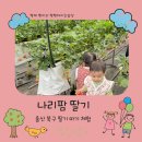 나리유치원 | 울산 북구 나리팜 딸기체험 후기쌍둥이와 컵케이크 만들기까지 완벽한 가족 나들이