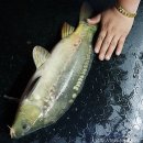 킹콩 실내낚시터 이미지