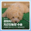강서동물병원 | 강서구동물병원 강아지 눈 밑 피부 염증 치근단농양 발치 수술 후기 [젠틀리동물의료센터]