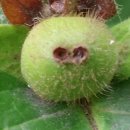 이쁜 댕댕이 이미지