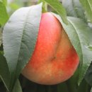 산골복숭아농장 이미지