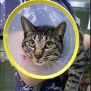 군포굿닥터동물병원 이미지