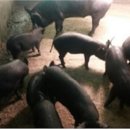 한림축산 이미지