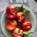 🍑[GAP] 신선,신비 복숭아 맛보기/[복숭아(진실농원)님] 이미지