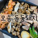 동동돼지