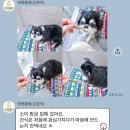댕댕큘럼 네이버블로그